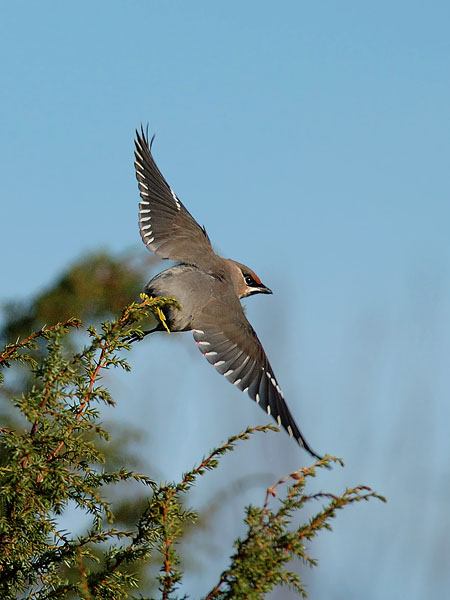 Tilhi, Bohemian Waxwing, Bombycilla garrulus